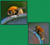 Merodon sp.